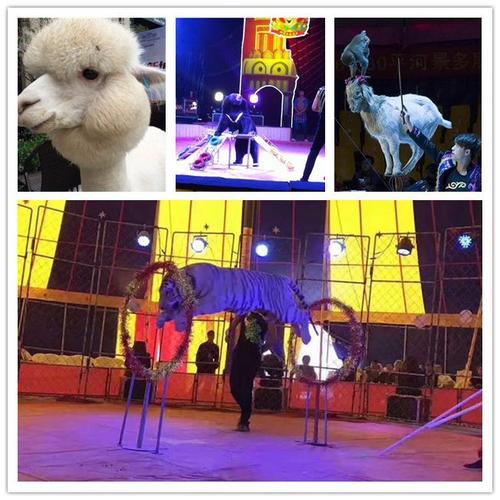 行業資訊 >正文    實力雄厚的馬戲團表演出租周口市 動物租賃中心
