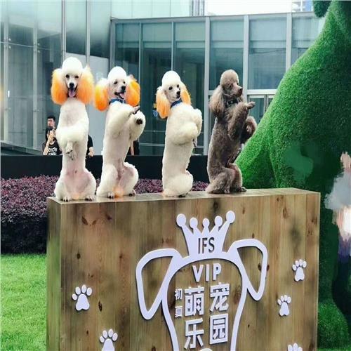 陳倉(cāng)區(qū)馬戲團(tuán)表演出租哪里找_山東眾鑫動(dòng)物租賃_商國(guó)互聯(lián)網(wǎng)