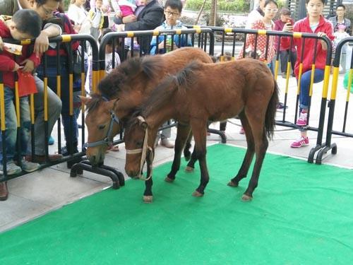 大安馬戲團(tuán)出租