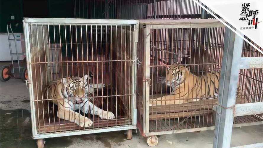 追蹤馬戲團(tuán)逃脫老虎來(lái)源地宿州:租動(dòng)物隨意 花錢(qián)也可以租馴養(yǎng)證