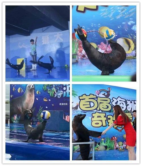 桂林同城出租馬戲團(tuán)表演的