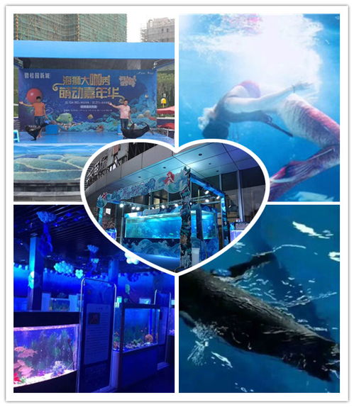 綏德縣美人魚(yú)水中舞蹈表演本地資源出租