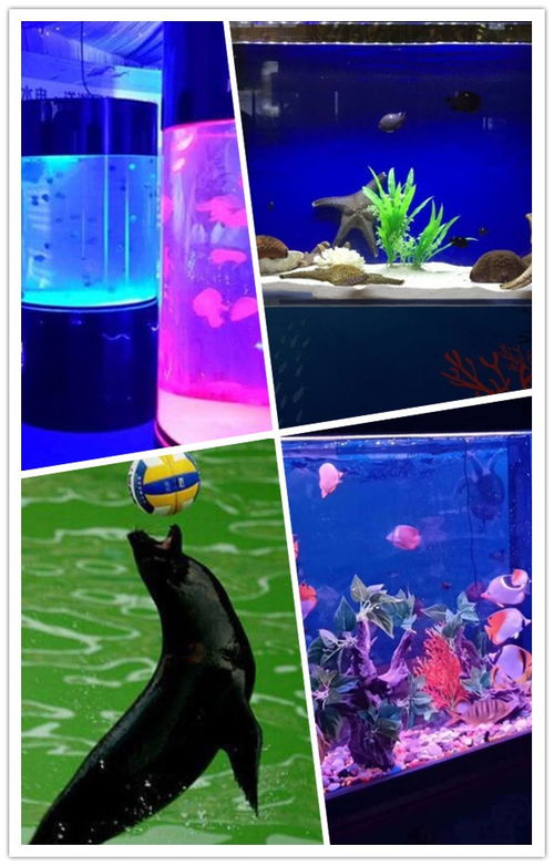 磐石海洋生物魚(yú)缸展租賃出租哪有