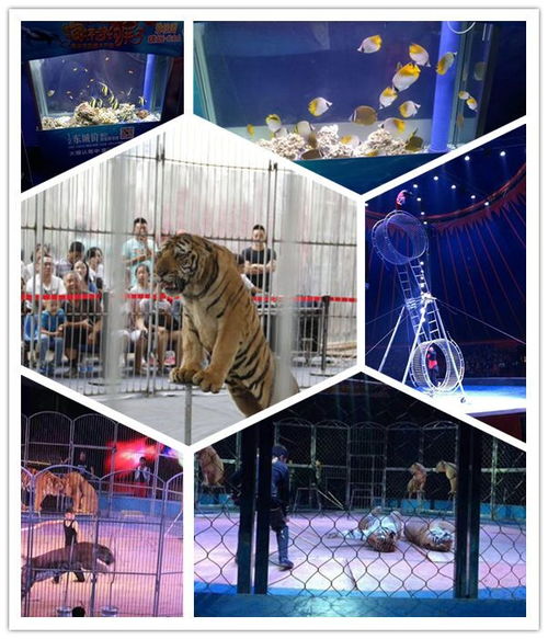 陜西本地出租馬戲團雜技表演信譽強企業