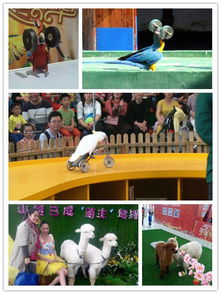 專業(yè)表演團馬戲團鸚鵡出租租賃圖們一天幾場演出