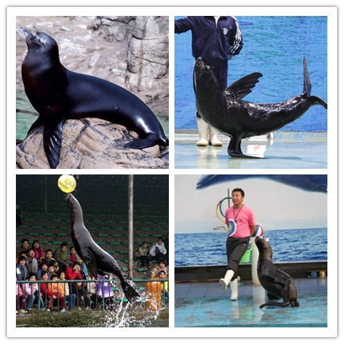 張掖海洋魚(yú)缸展水母展租賃