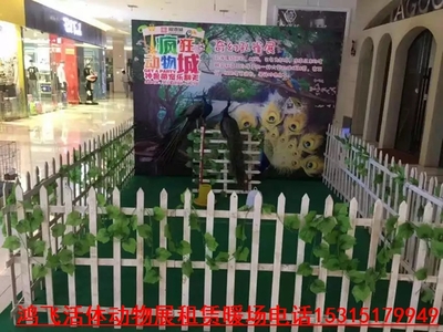 調(diào)兵山市專(zhuān)業(yè)出租動(dòng)物展 海獅表演租賃價(jià)格(資源豐富)