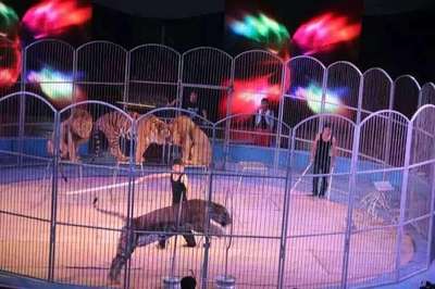 馴獸雜技演繹馬戲團表演出租 環(huán)球飛車馬戲團