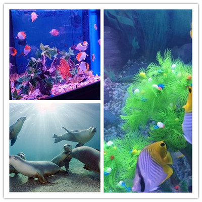 宜州馬戲團(tuán)表演出組萌嗨全場(chǎng)