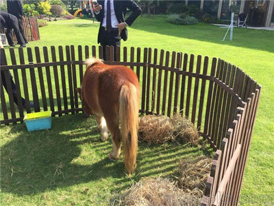 出租萌寵動(dòng)物羊駝矮馬可租可售