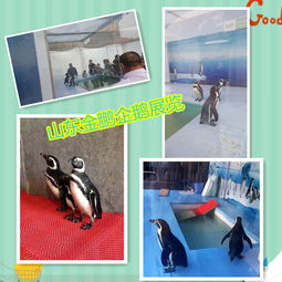 馬戲團(tuán)表演出租租賃海獅表演出租u長沙市