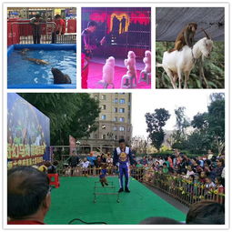 烏蘭浩特企鵝出租什么價(jià)格.