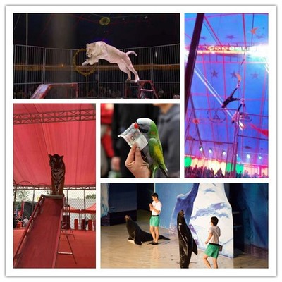 汩羅出租馬戲團演出流程