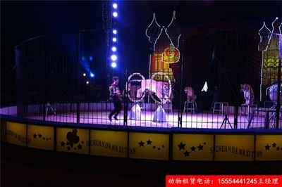 企鵝租賃-創新馬戲團節目出租景德鎮市