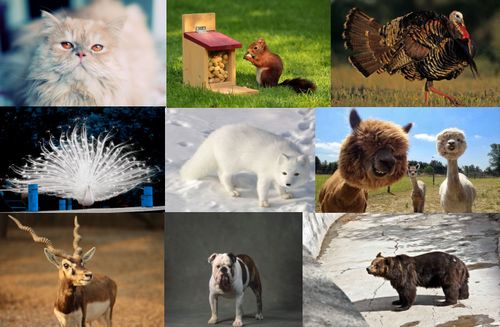 馬戲團租賃 馬戲團演出表演 李氏魔幻大馬戲