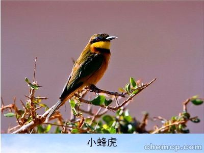 今年羊駝馬戲團興安盟