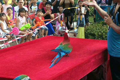 【馬戲團(tuán)動(dòng)物表演出租濟(jì)寧市】?jī)r(jià)格_廠家_批發(fā)_參數(shù)_圖片_活動(dòng)策劃?rùn)谀? />
</span>
<span id=