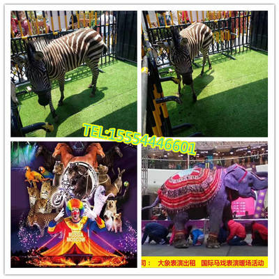 開(kāi)封市馬戲團(tuán)租賃鸚鵡表演出租