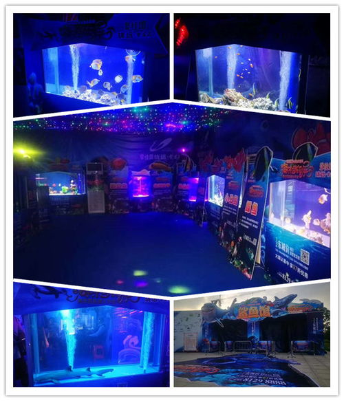 專業(yè)呆萌馬戲團表演出租租賃十堰市