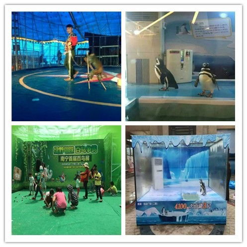 烏蘭浩特萌寵羊駝出租精彩紛呈