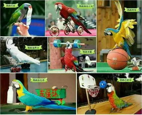 免費送票 茂業(yè)竟把整個瘋狂動物城搬來 全是你喜歡的萌寵神獸