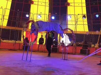 吳忠馬戲團(tuán)表演出租公司電話