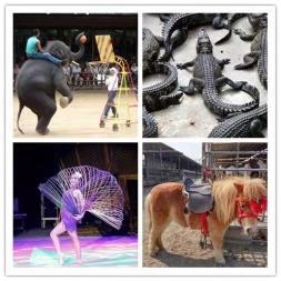 皇家大馬戲團(tuán)雜技表演出租 動物表演 騎乘馬羊駝?wù)褂[出租