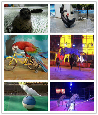 義馬市海洋展出租活體企鵝出租馬戲團(tuán)