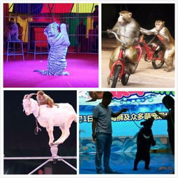 鄒城動物表演馬戲團出租價格便宜