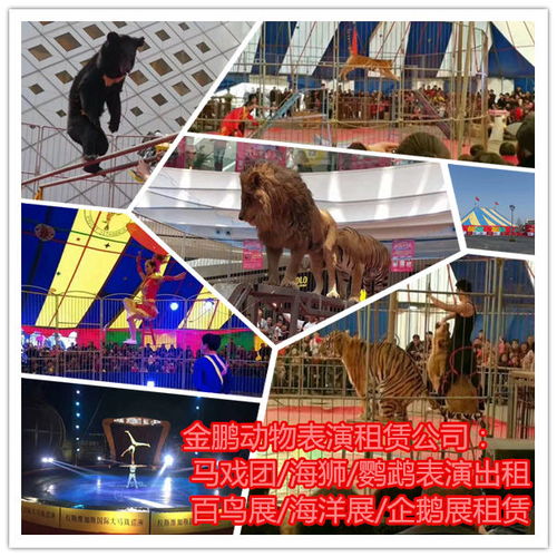 附近馬戲團表演出租浙江省嘉興市人員雜技租賃的