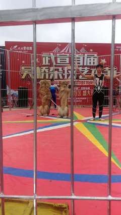 2023馬戲團(tuán)租賃萌寵活動(dòng)方案