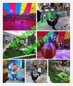 廣安市小動(dòng)物表演鸚鵡演出專業(yè)公司