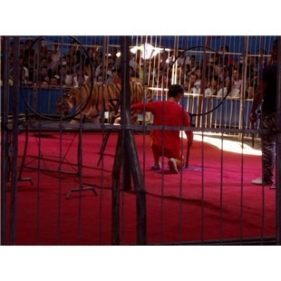 哪里有憑租海獅表演的、畢節(jié)出租馬戲團(tuán)-企匯網(wǎng)