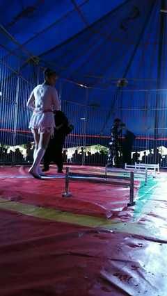 大型馬戲團(tuán)全國巡演 低價(jià)商業(yè)活動(dòng)演出 動(dòng)物雜技表演