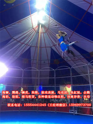 馬戲團(tuán)猴子表演出租-平?jīng)? />
</span>
<span id=