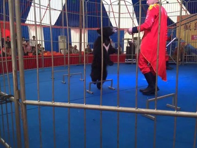 大型馬戲團(tuán)表演租賃環(huán)球飛車(chē)公司節(jié)目表演出租馬戲團(tuán)價(jià) 馬戲團(tuán)表演出租