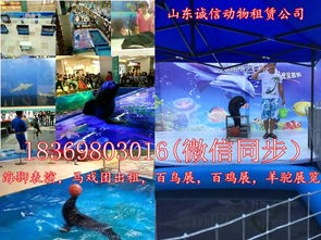 深圳出租環(huán)球飛車(chē)表演