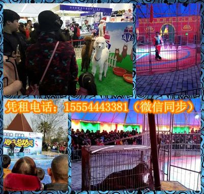 環球飛車表演與冰雕展出租賃服務在湖北宜昌遠安及山東地區的應用與發展