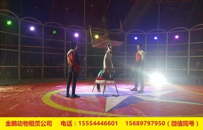 武夷山商業(yè)活動(dòng)新寵 馬戲表演與冰雕租賃如何點(diǎn)亮地產(chǎn)暖場